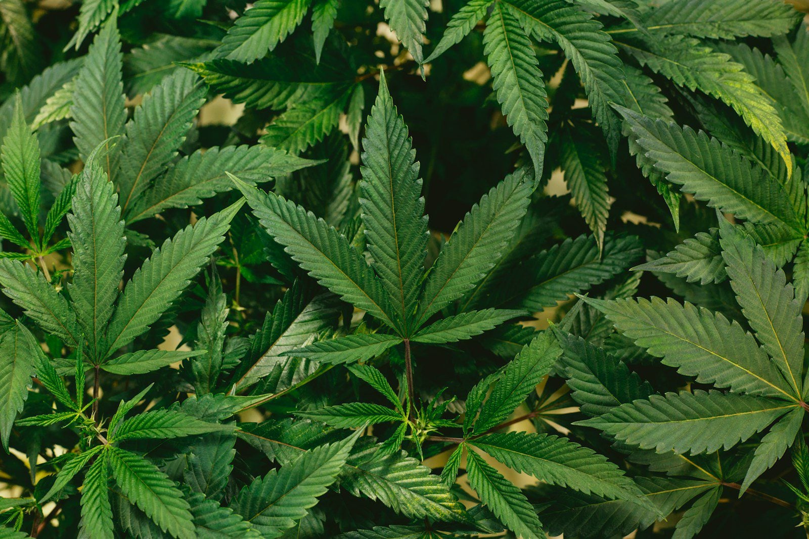 favorite strains for beginners
