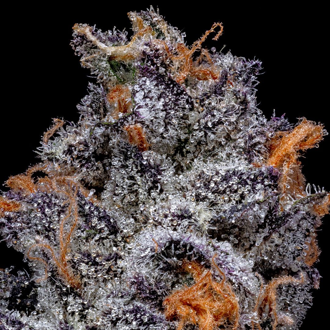 pro gro genetics candy fumez weed strain