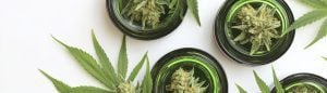 pro gro blog what makes a premium strain anyway testing transparency