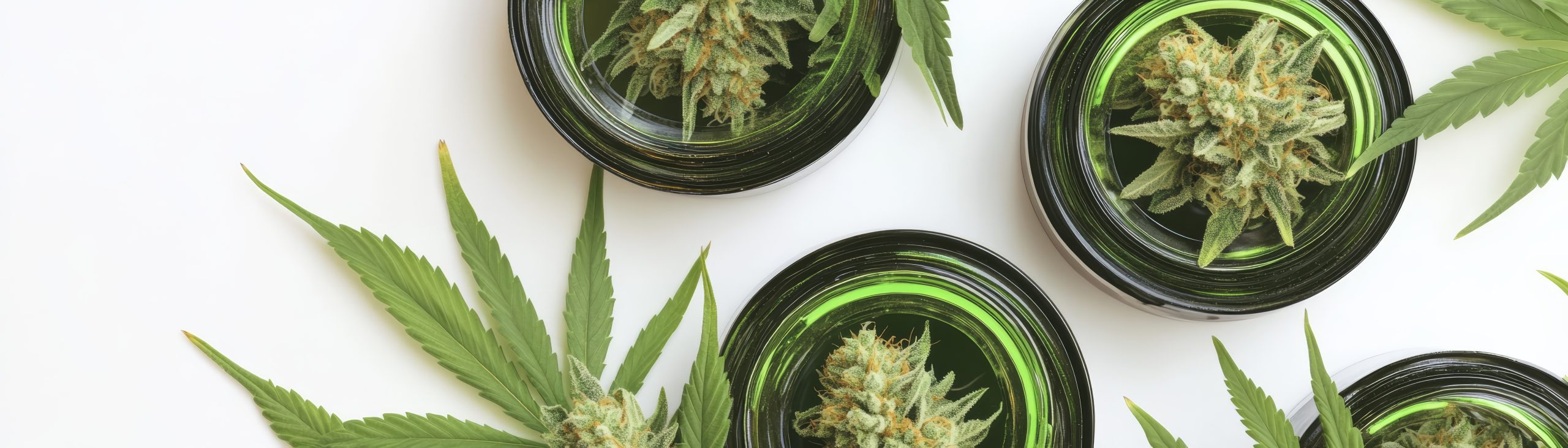 pro gro blog what makes a premium strain anyway testing transparency