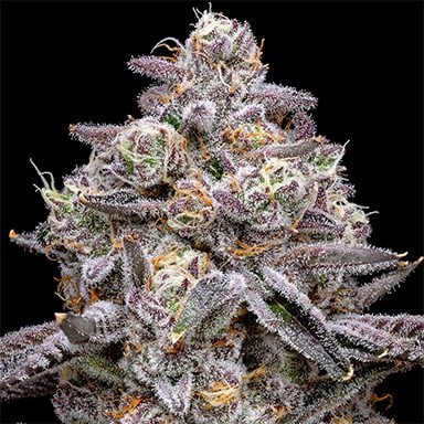 pro gro genetics apple tart marijuana strain