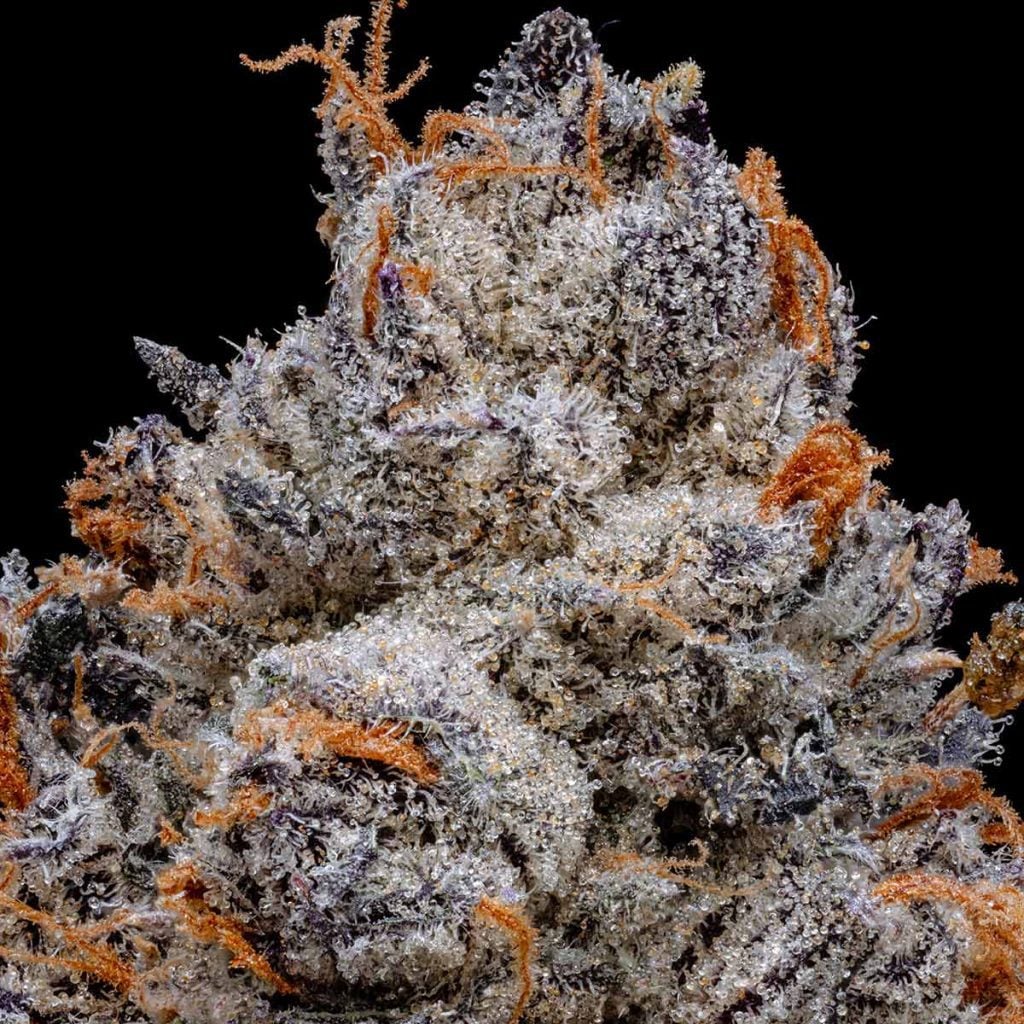 pro gro genetics black runtz weed strain