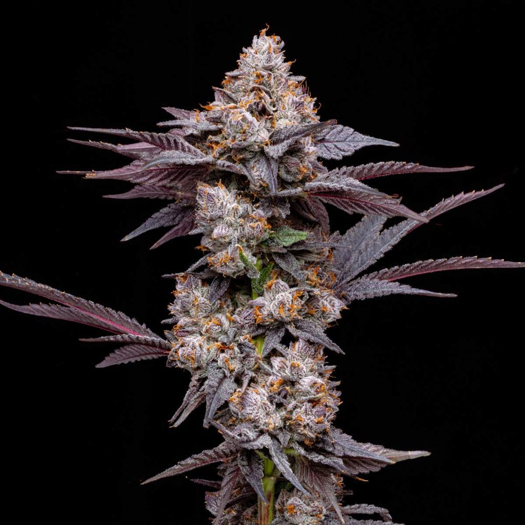 Black Runtz Strain  Top-Shelf Hybrid | Pro Gro Cannabis
