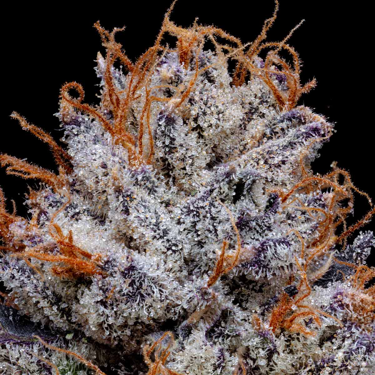 pro gro genetics blue nerdz marijuana strain