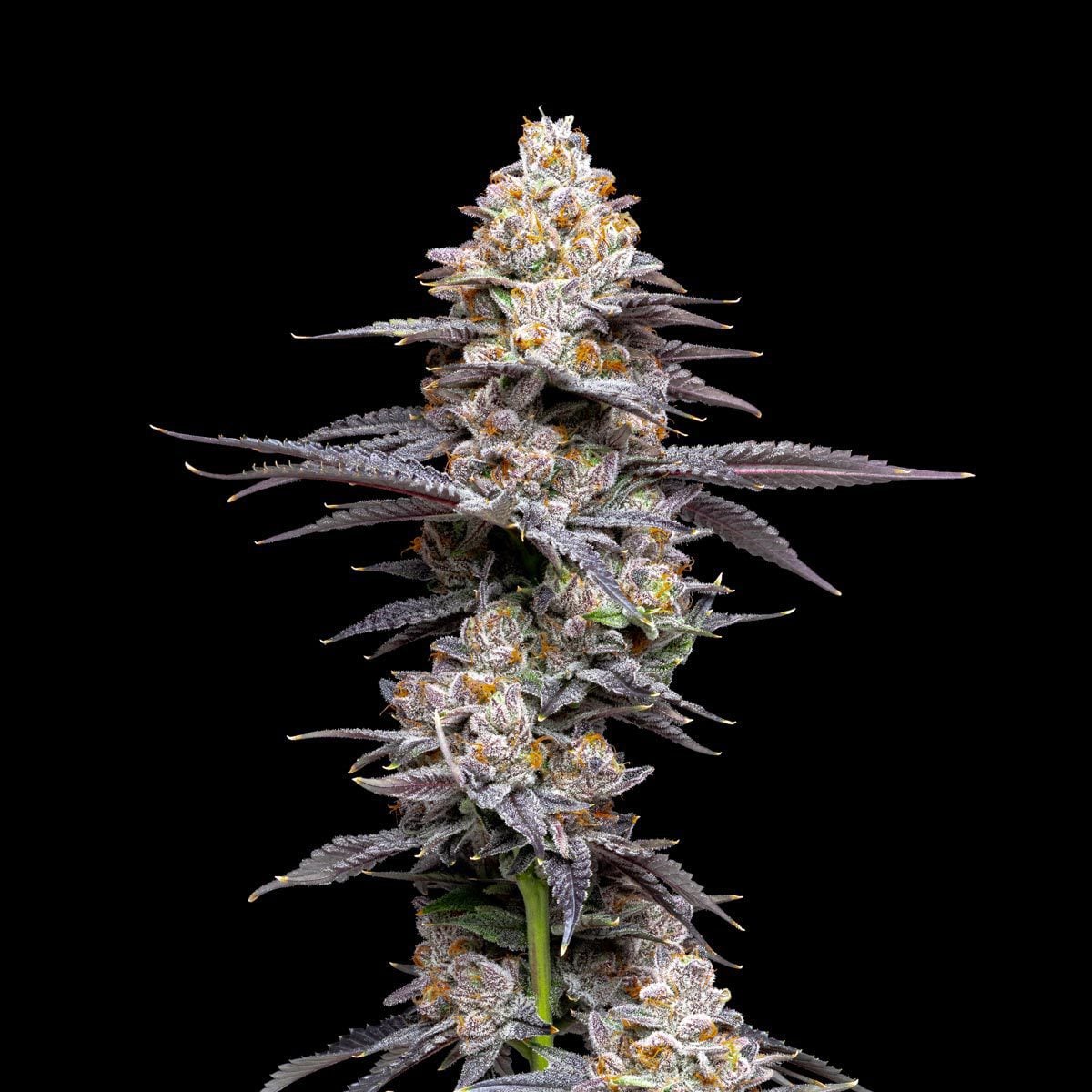 pro gro genetics candy bonez marijuana strain