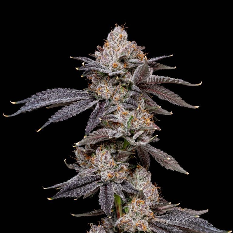 Pop Rocks Strraim Cherry Poprocks Strain – Flavorful Hybrid | Pro Gro Cannabis