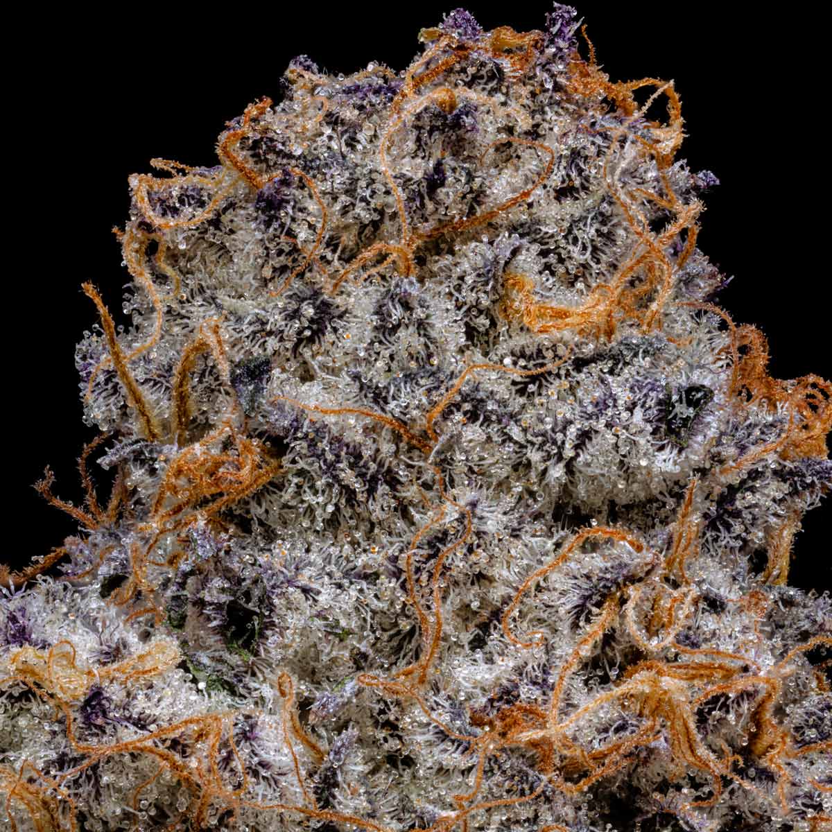 pro gro genetics clown og weed strain