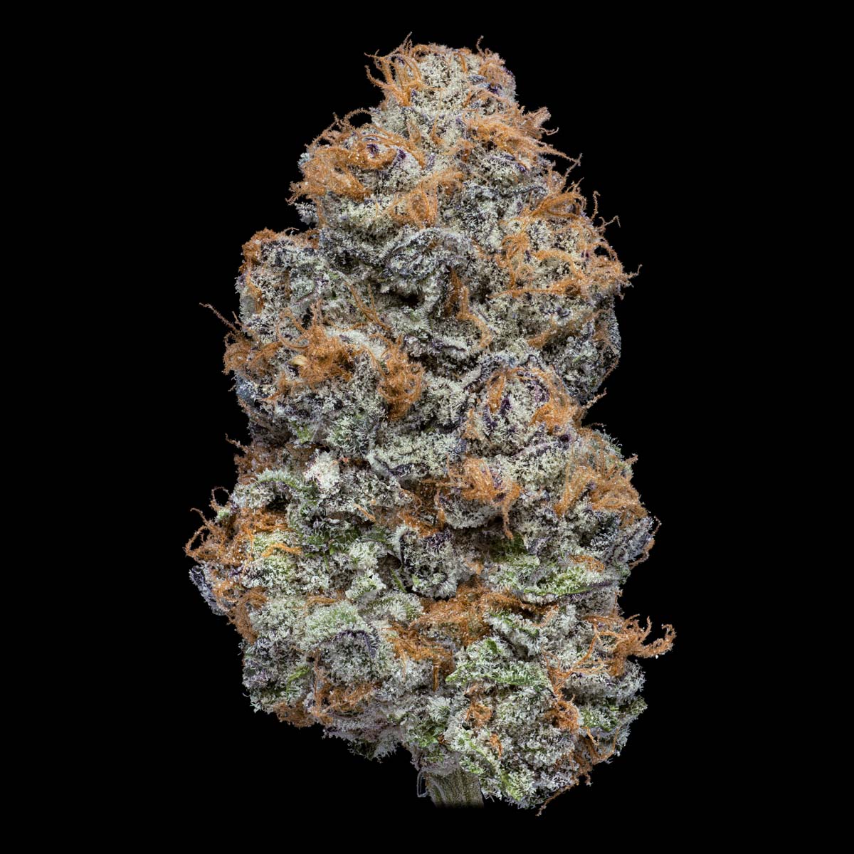 pro gro genetics garlic breath weed strain