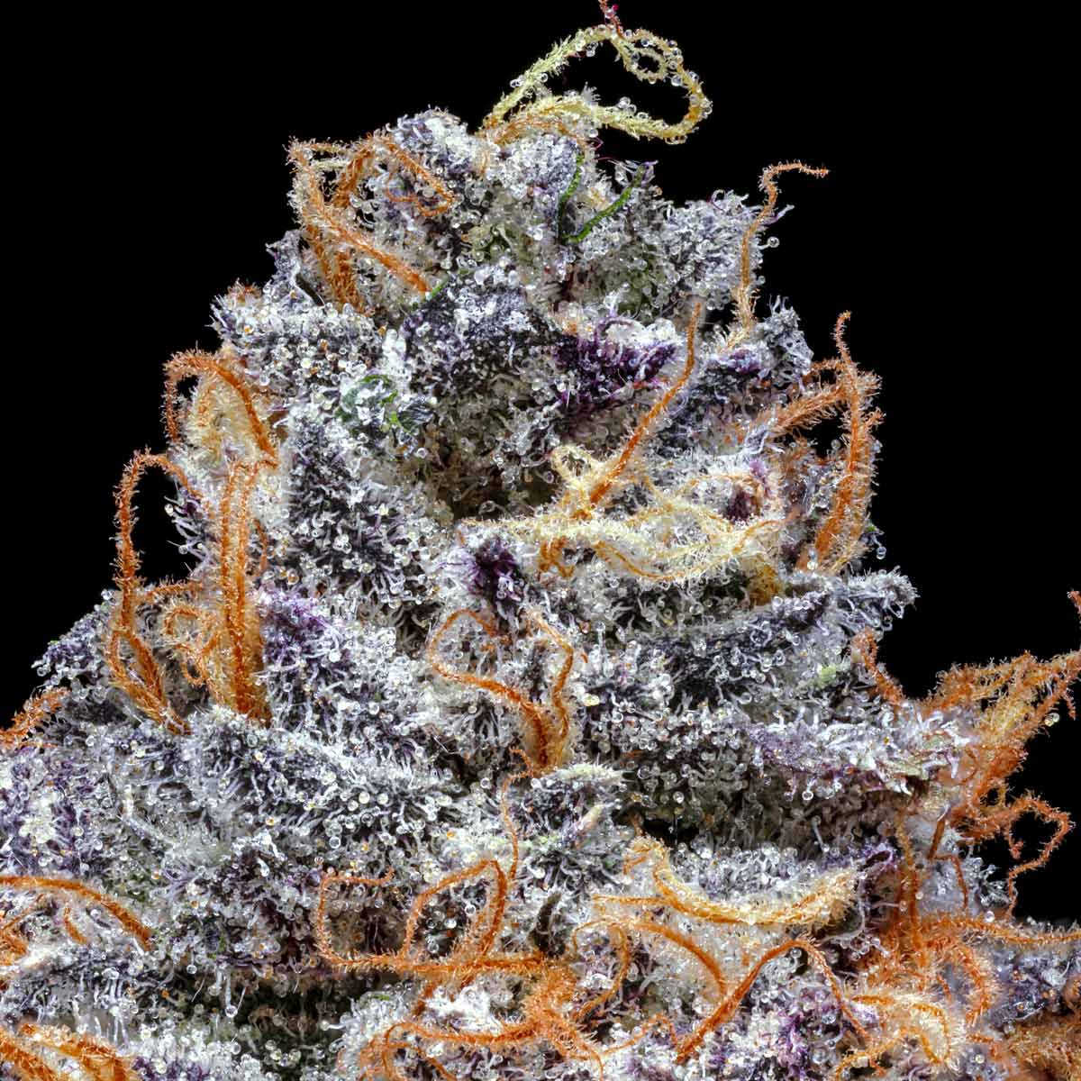 pro gro genetics jelly beltz cannabis strain