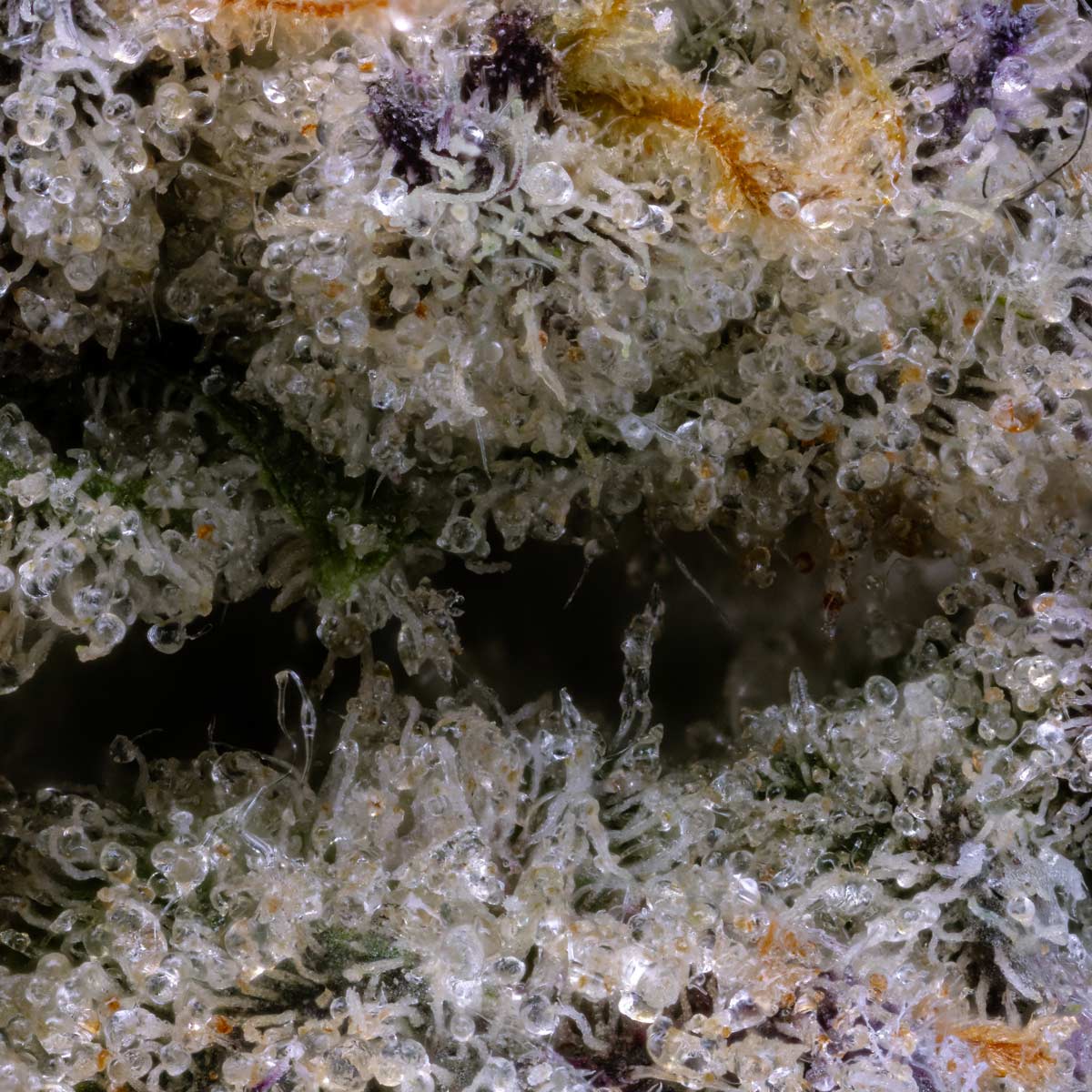 pro gro genetics kush mints marijuana strain
