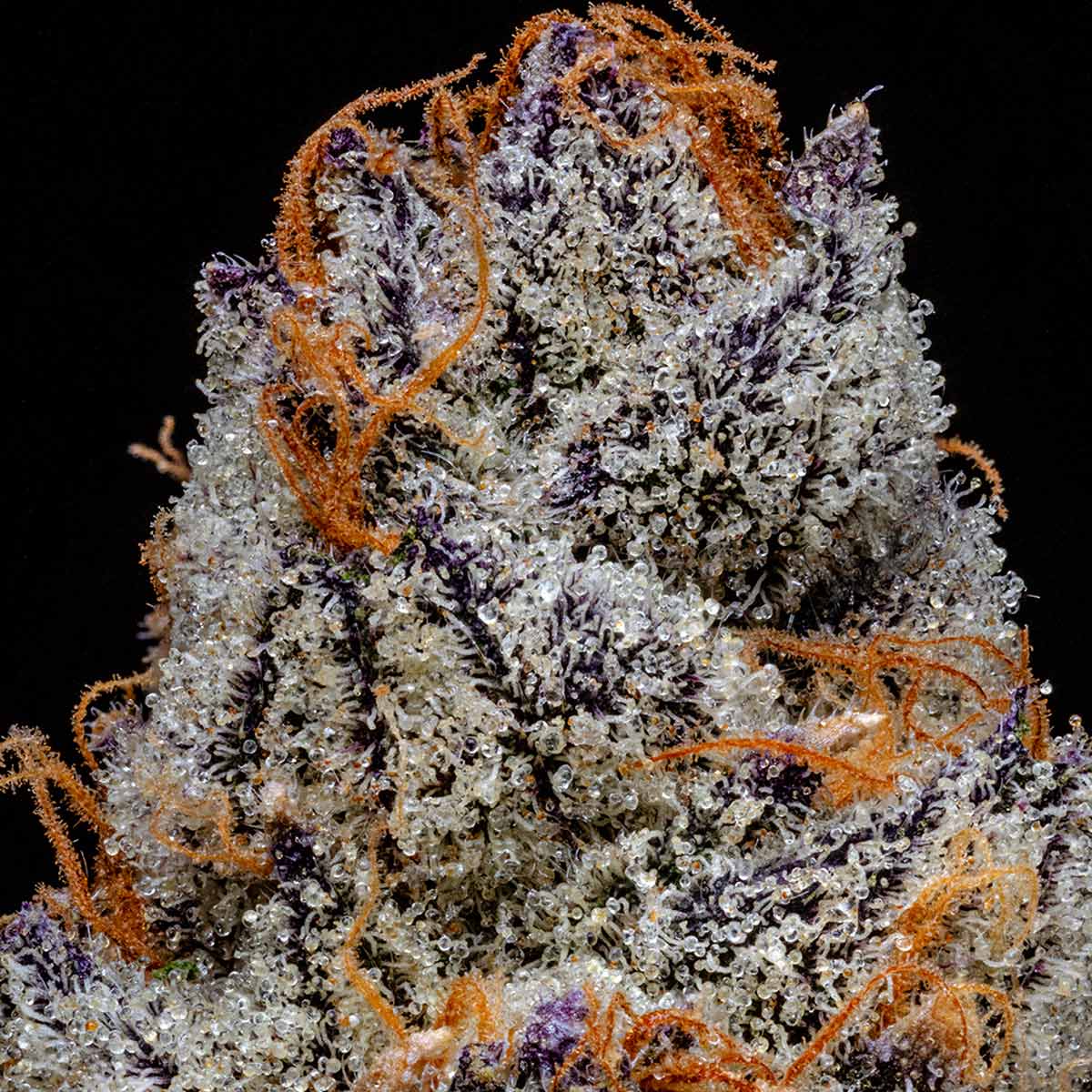 pro gro genetics red runtz cannabis strain