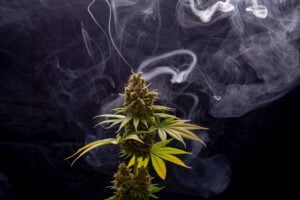 Close-up of a mature cannabis flower with dense buds and trichomes, surrounded by smoke, photographed against a dark background premium marijuana product from a Lansing, Michigan dispensary.