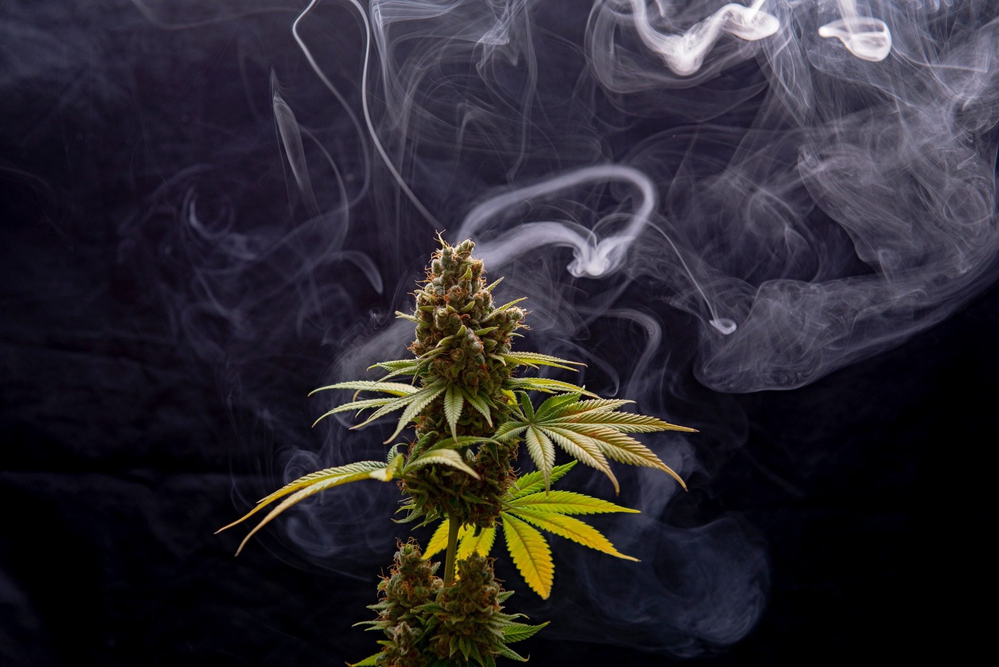 Close-up of a mature cannabis flower with dense buds and trichomes, surrounded by smoke, photographed against a dark background premium marijuana product from a Lansing, Michigan dispensary.